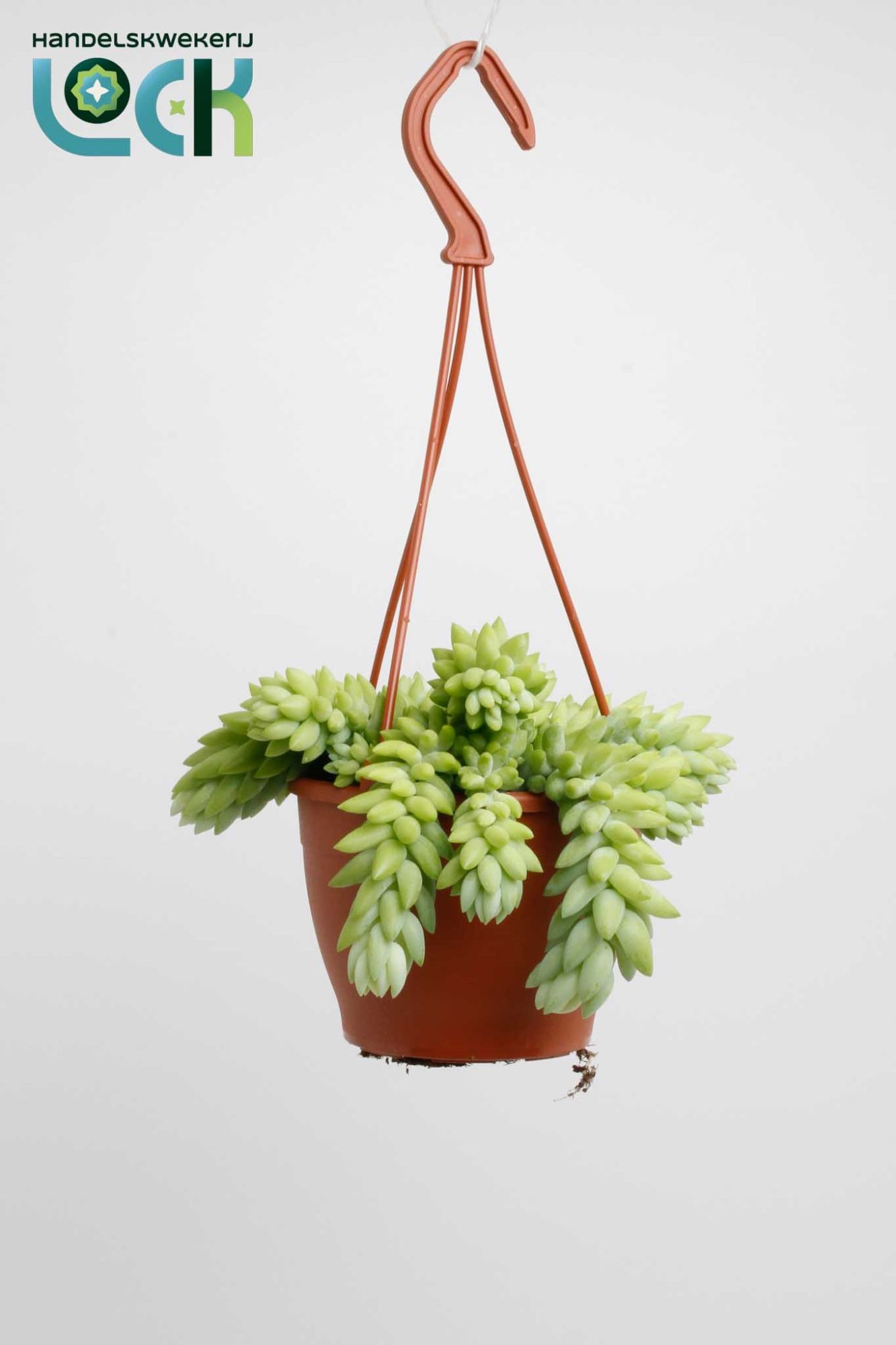 Sedum Morganianum, D 12 cm