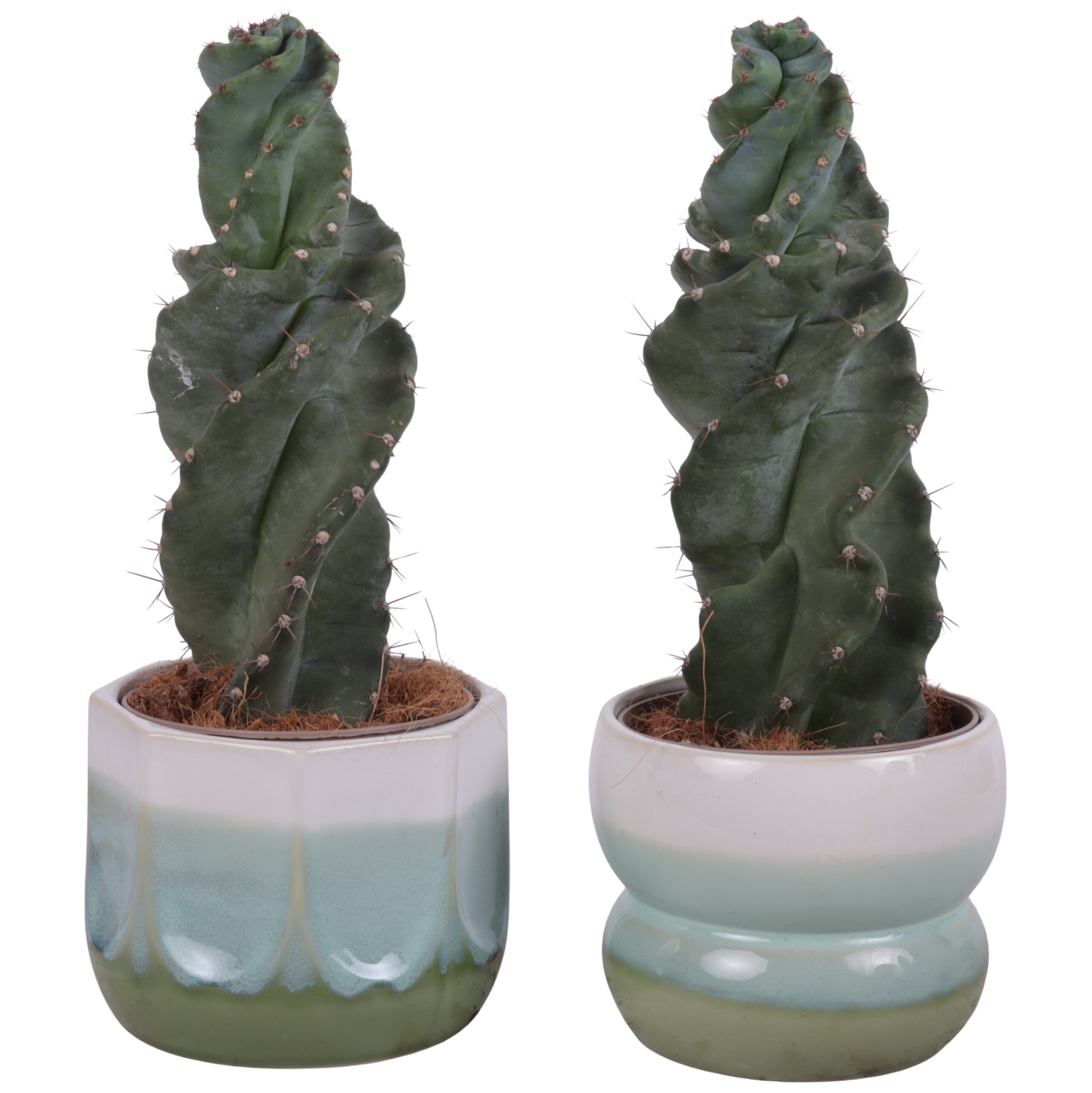 Cactus Cereus Spiralis Ø12cm in Ø15cm Ceramic FB675, D 15