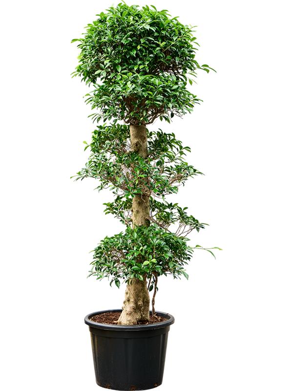 Ficus microcarpa 'Nitida', D 50