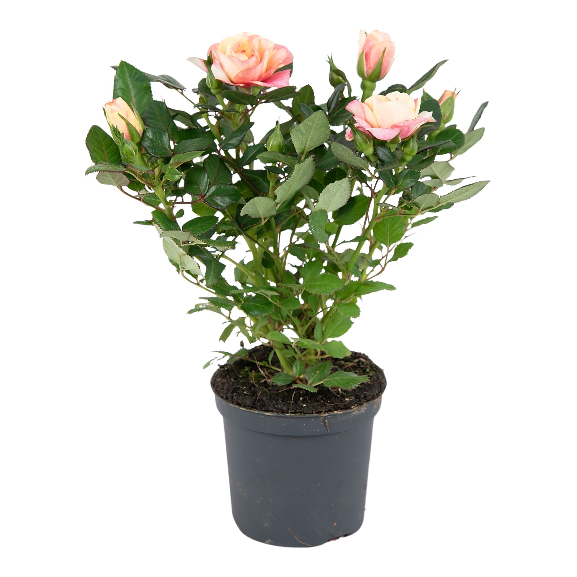 Nolina Roses Ø 7 cm Gosia with tray collar, D 7