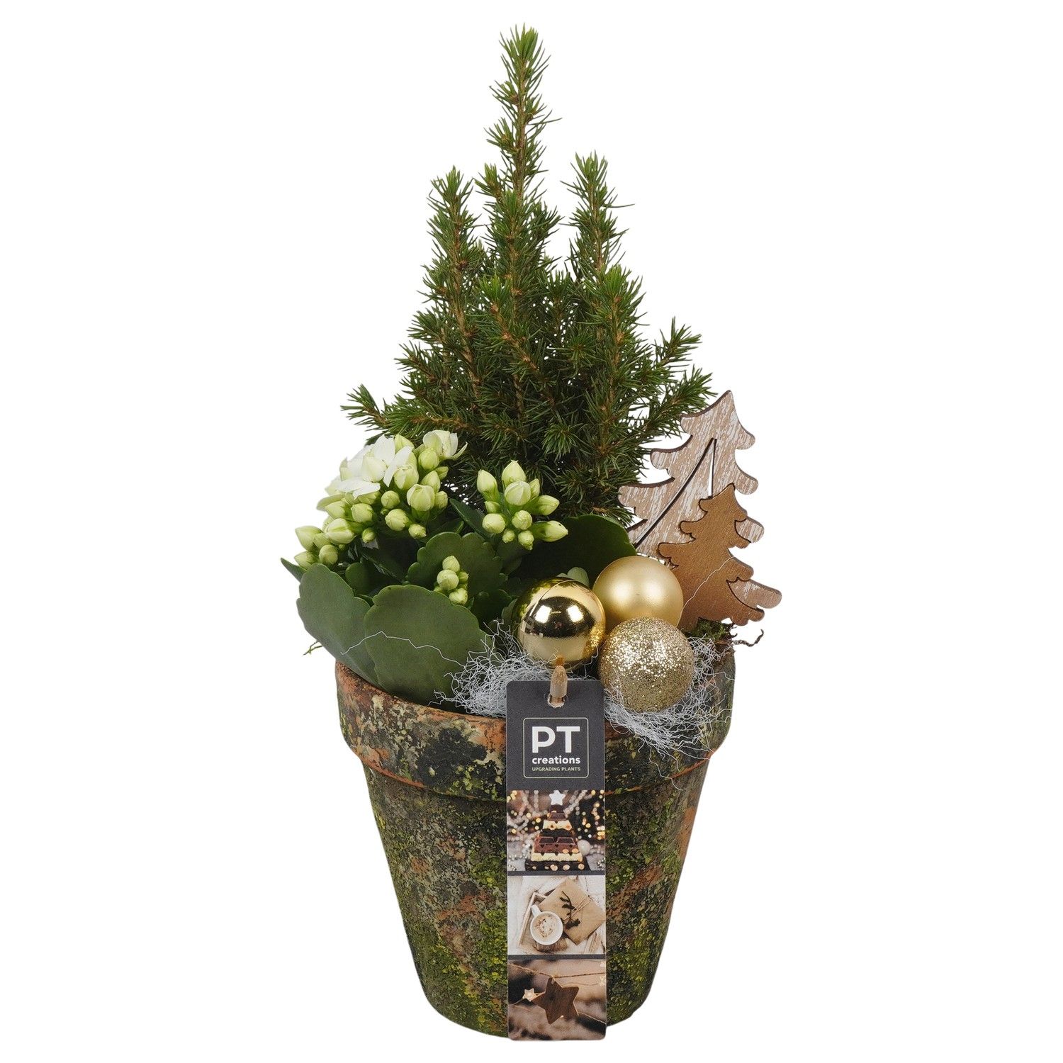 PTCHG5649 Arrangement Christmas Gold in terracotta pot, D 13 cm