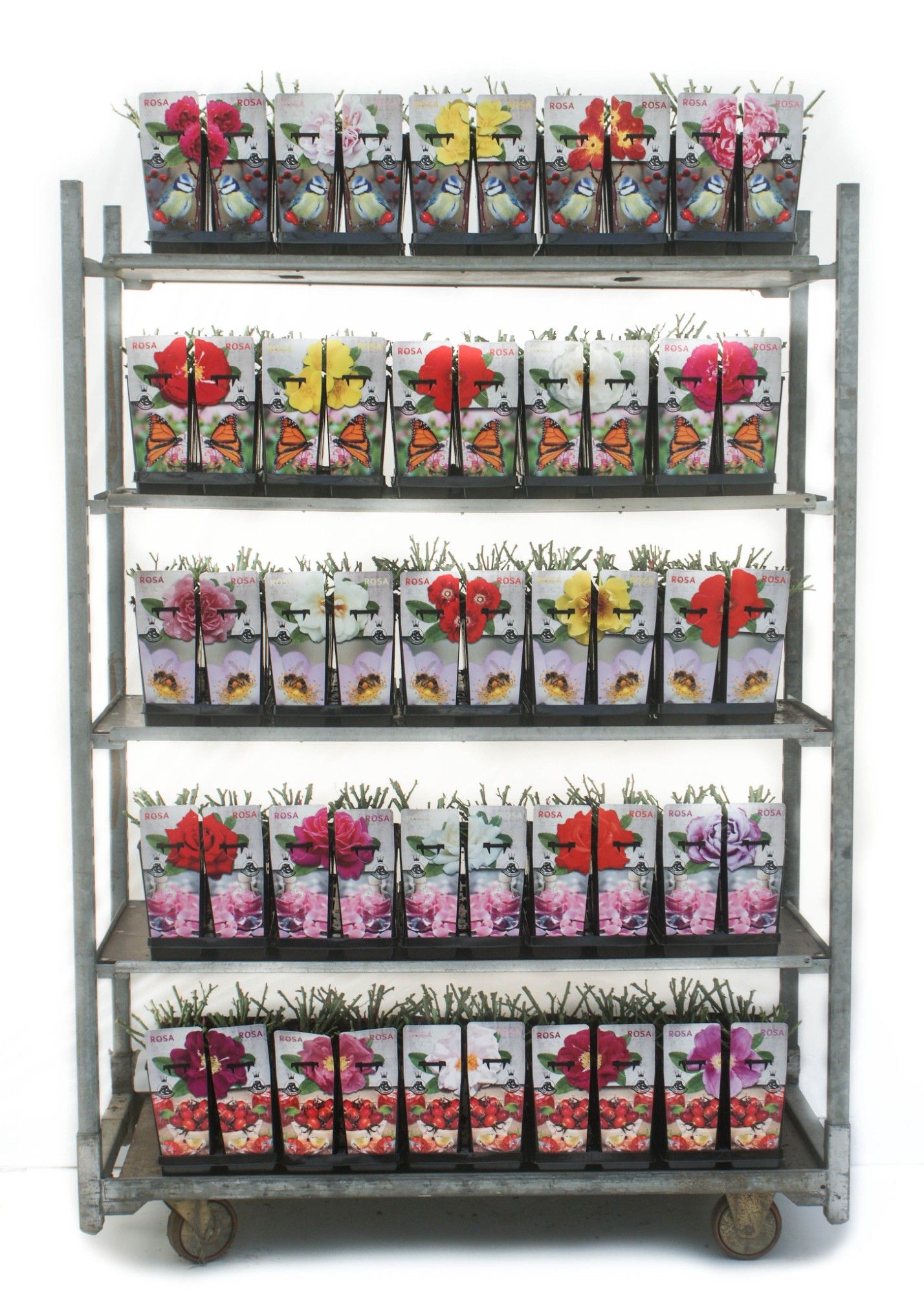 Urban Gardening Roses 2L, D 11