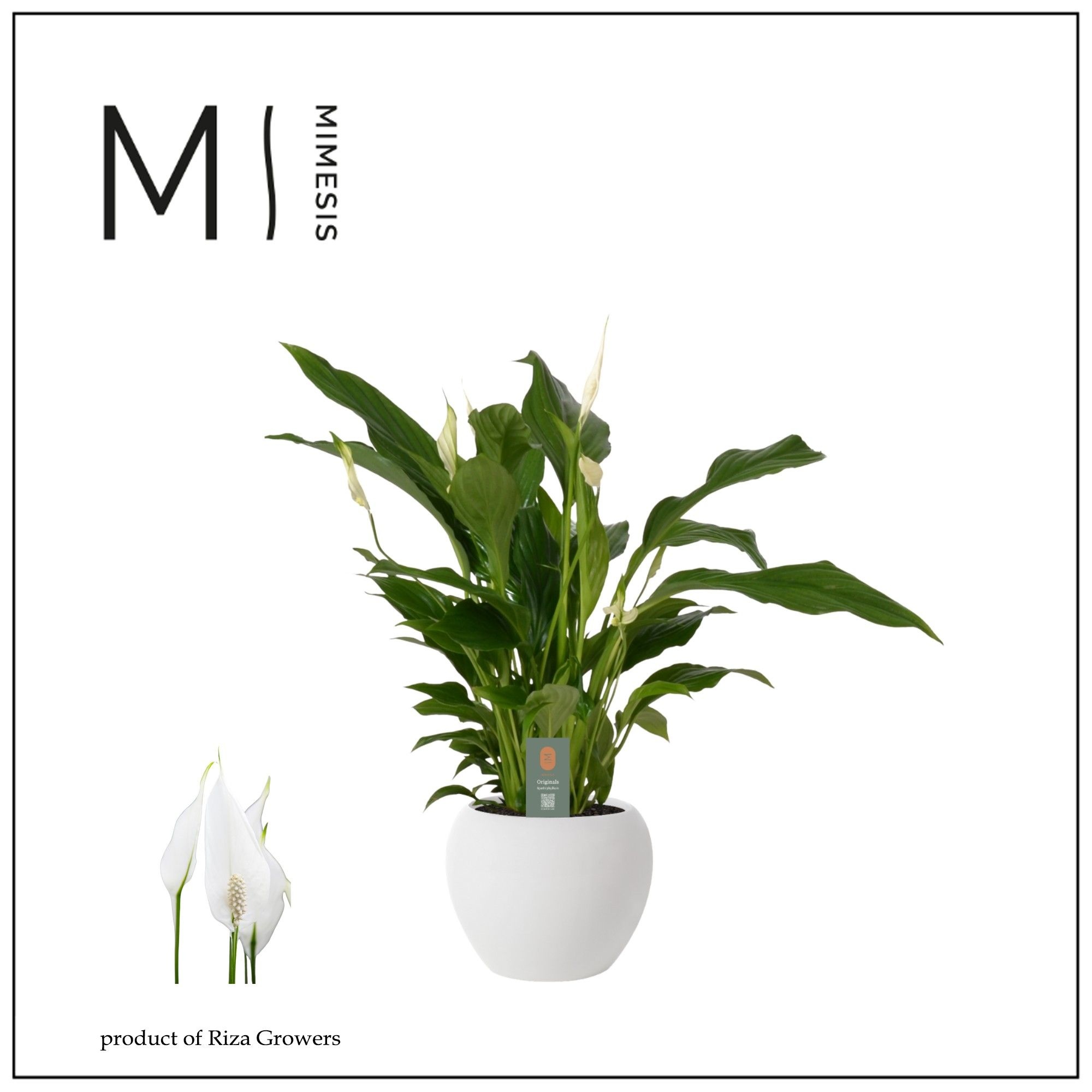 Spathiphyllum Strauss - 13cm in Bolpot | Mimesis, D 13