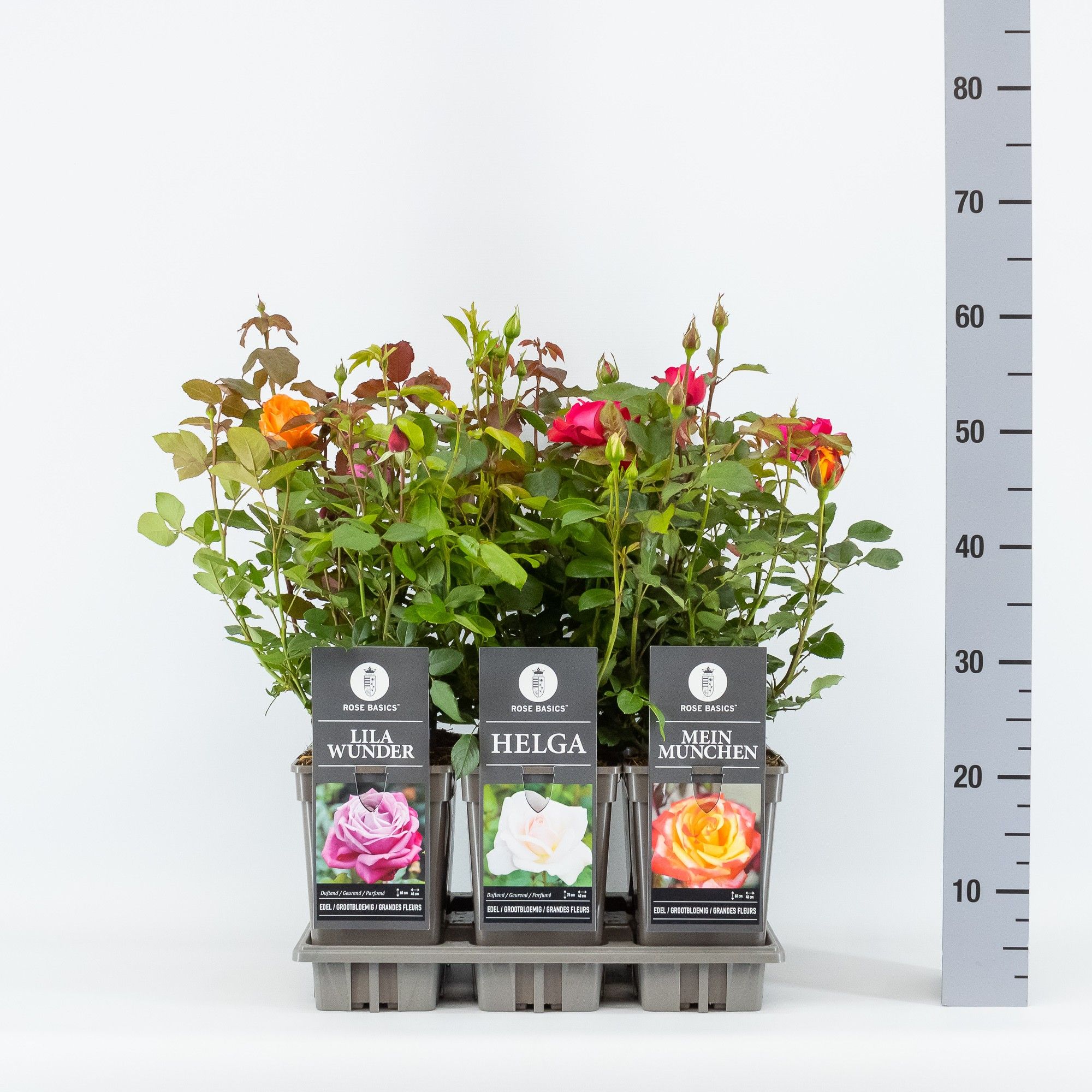 Rose Basics grootbloemig (TH) mix, C3, D 17