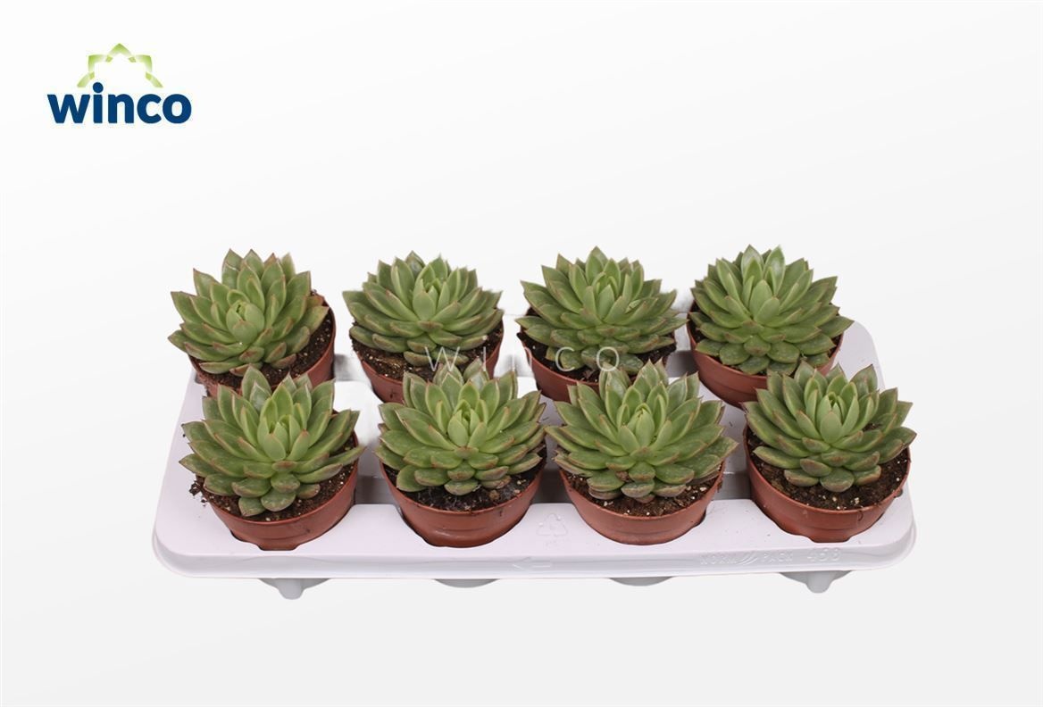 Echeveria Agavoides, D 12 cm