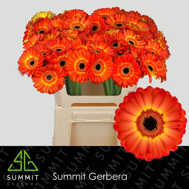 Гермини Фламэйзин, шт.