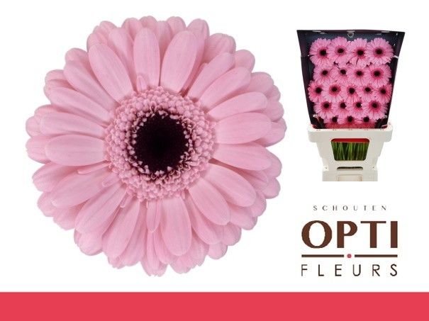 Гермини Смарт, шт.