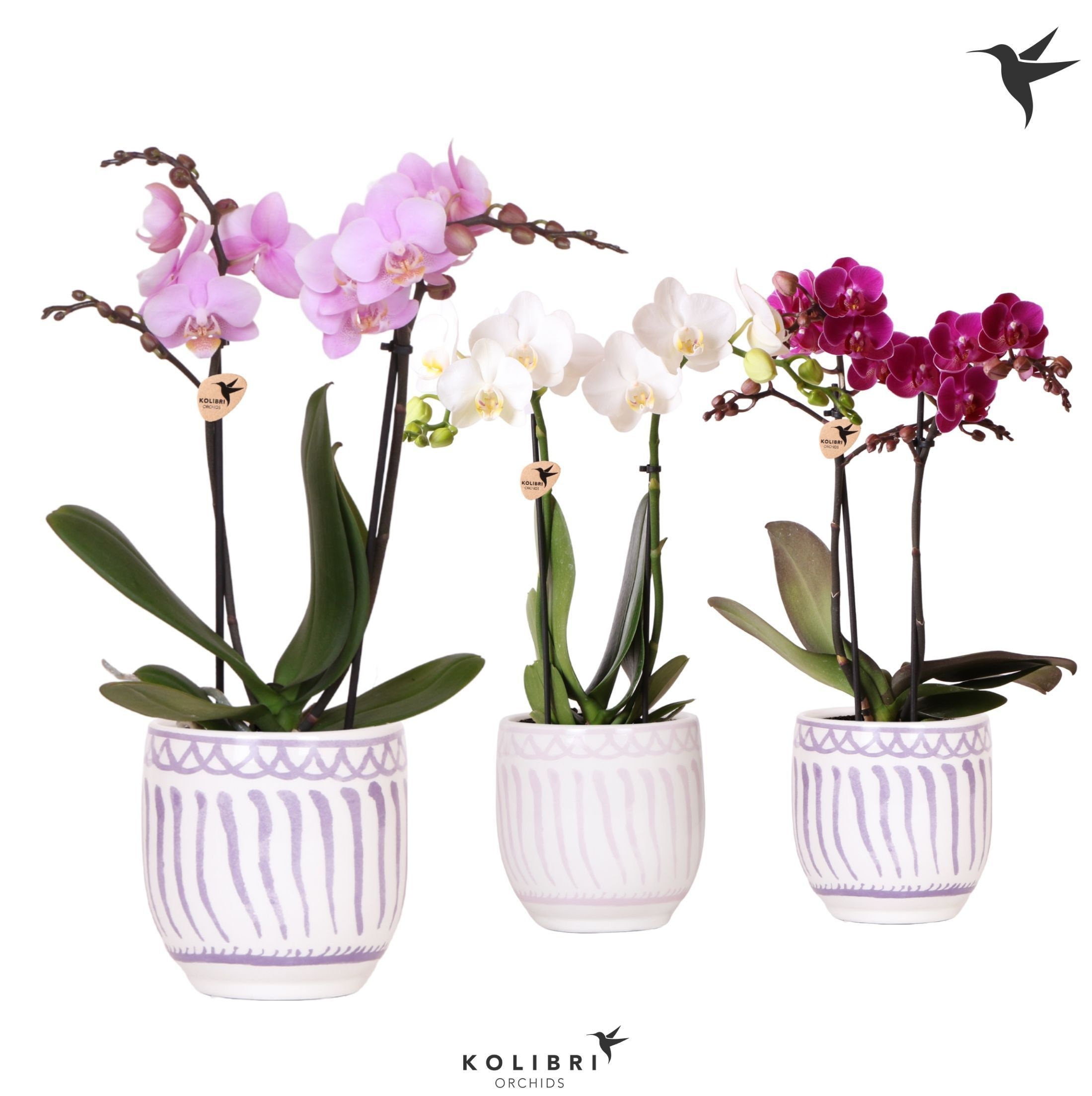 Kolibri Orchids Phalaenopsis mix 2 spike in Granada pot lila mix, D 9