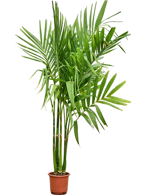 Areca catechu, D 30 cm