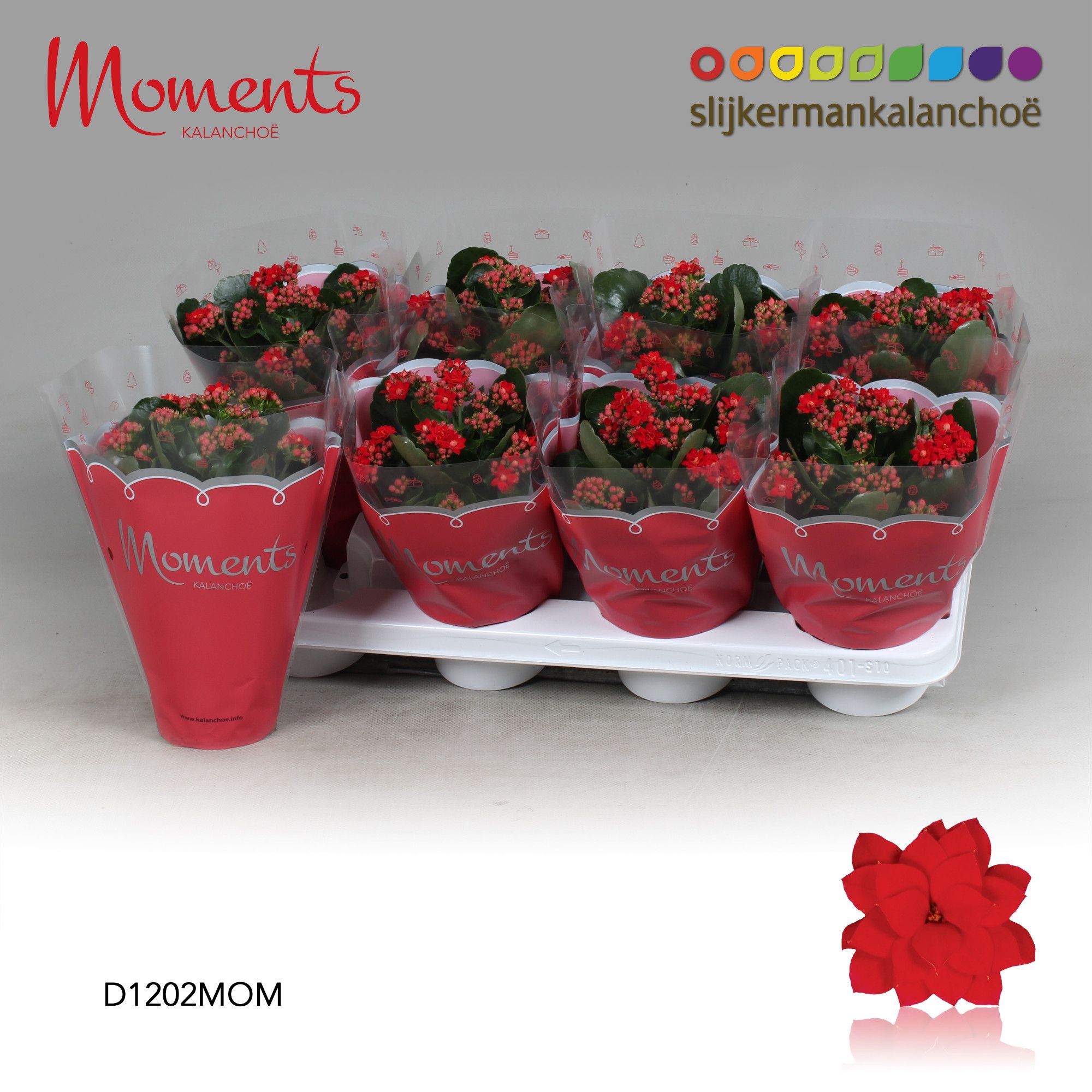 Kalanchoe Moments - Red, D 12