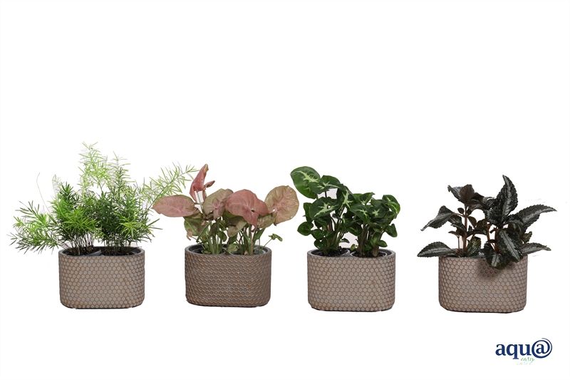 Betonpot ovaal Joyce p14x08 Baby Green 2 p.p. + Aqu@ ( 2 gelijke per pot ), D 6