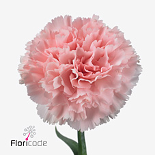 Диантус од. Джоди (роз.), шт.