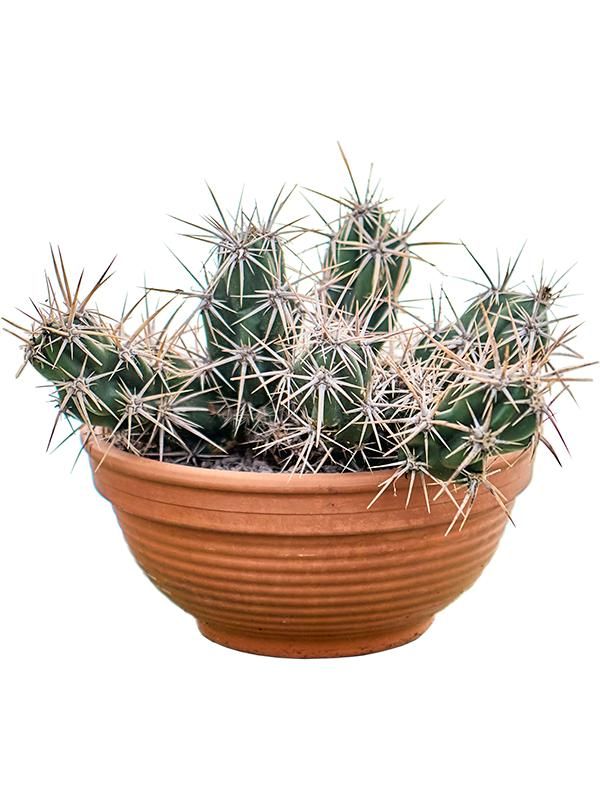 Opuntia invicta, D 30