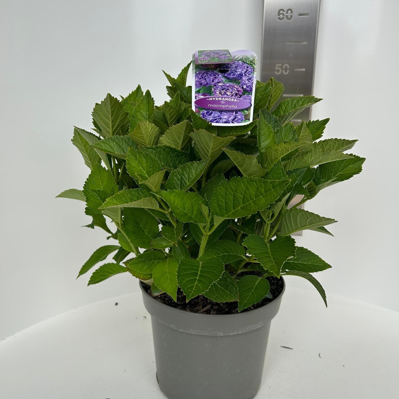 Hydrangea macr. Paars (bol), D 23 cm