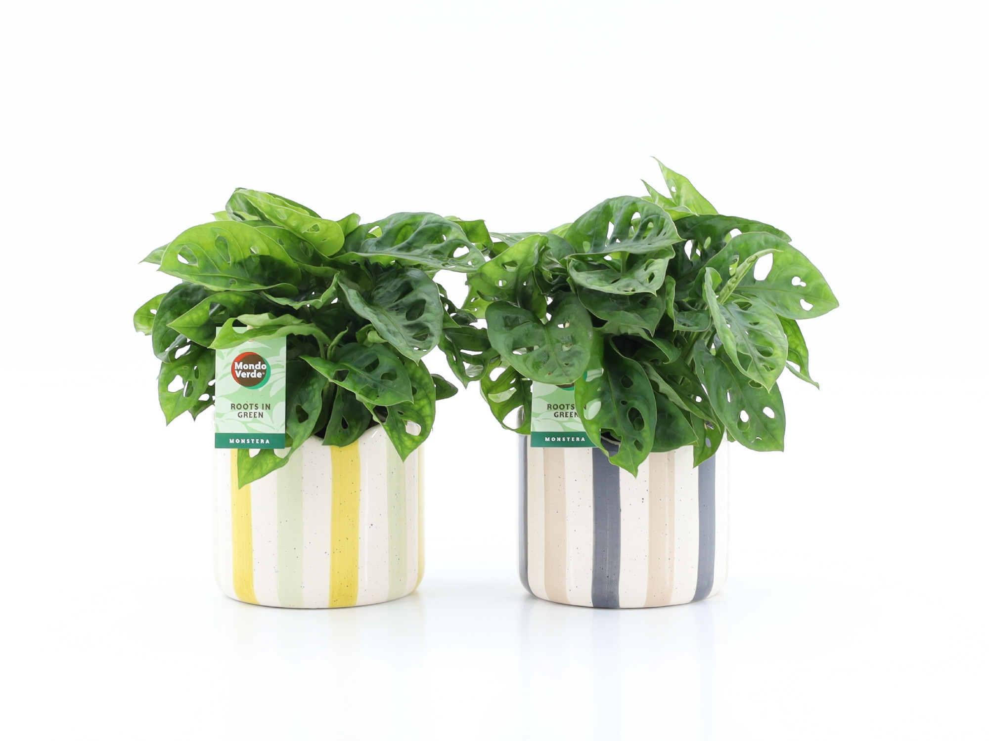 Monstera Adansonii in Nouveau keramiek, D 13