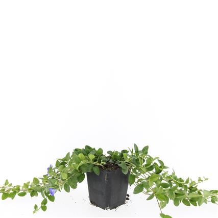 Vinca minor 'La Grave', D 9 cm