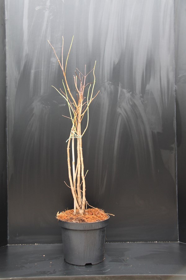 Heptacodium miconioides, D 23