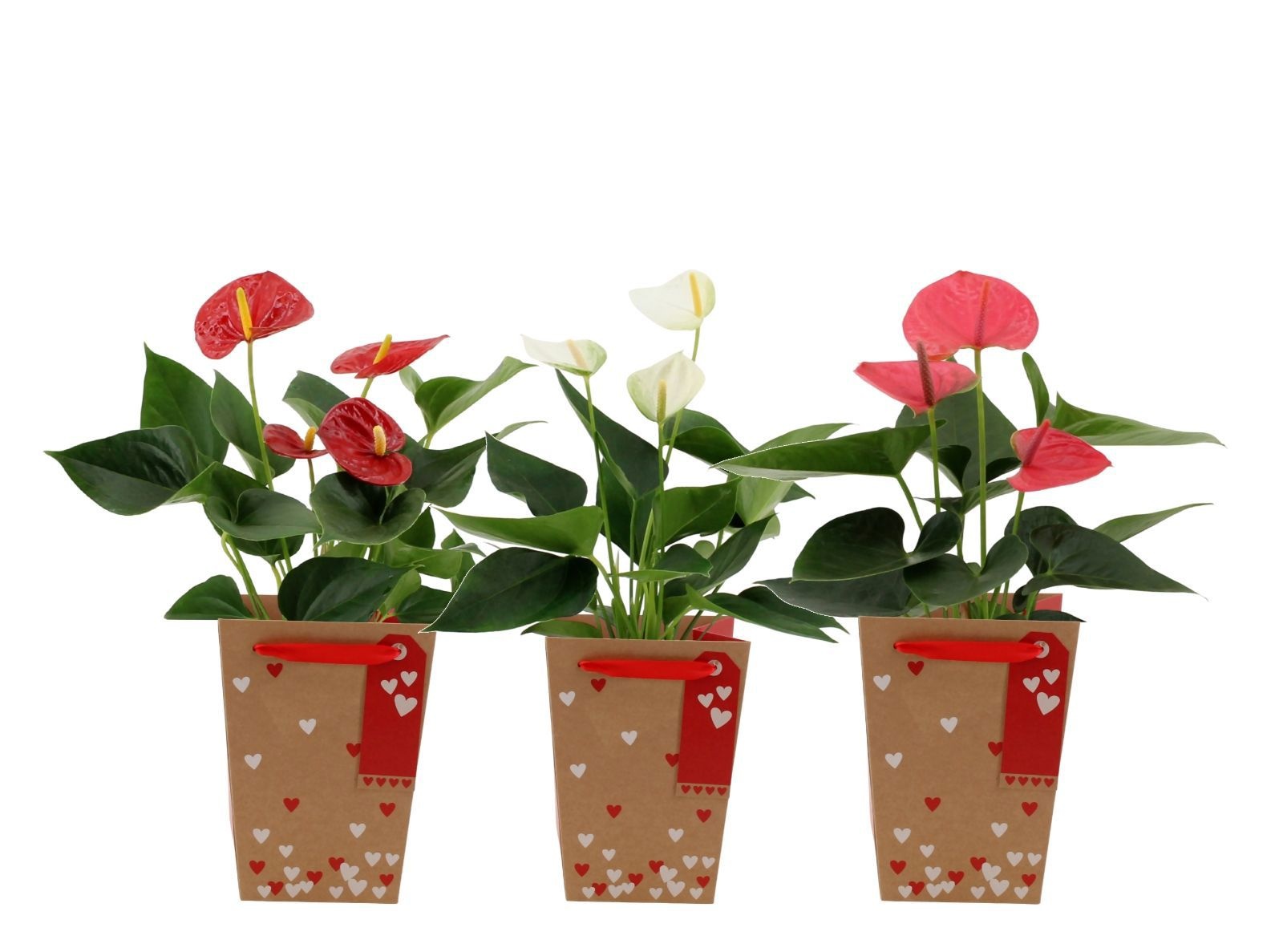 Anthurium 12 cm 3 color mix in Lynn Hearts bag, D 12