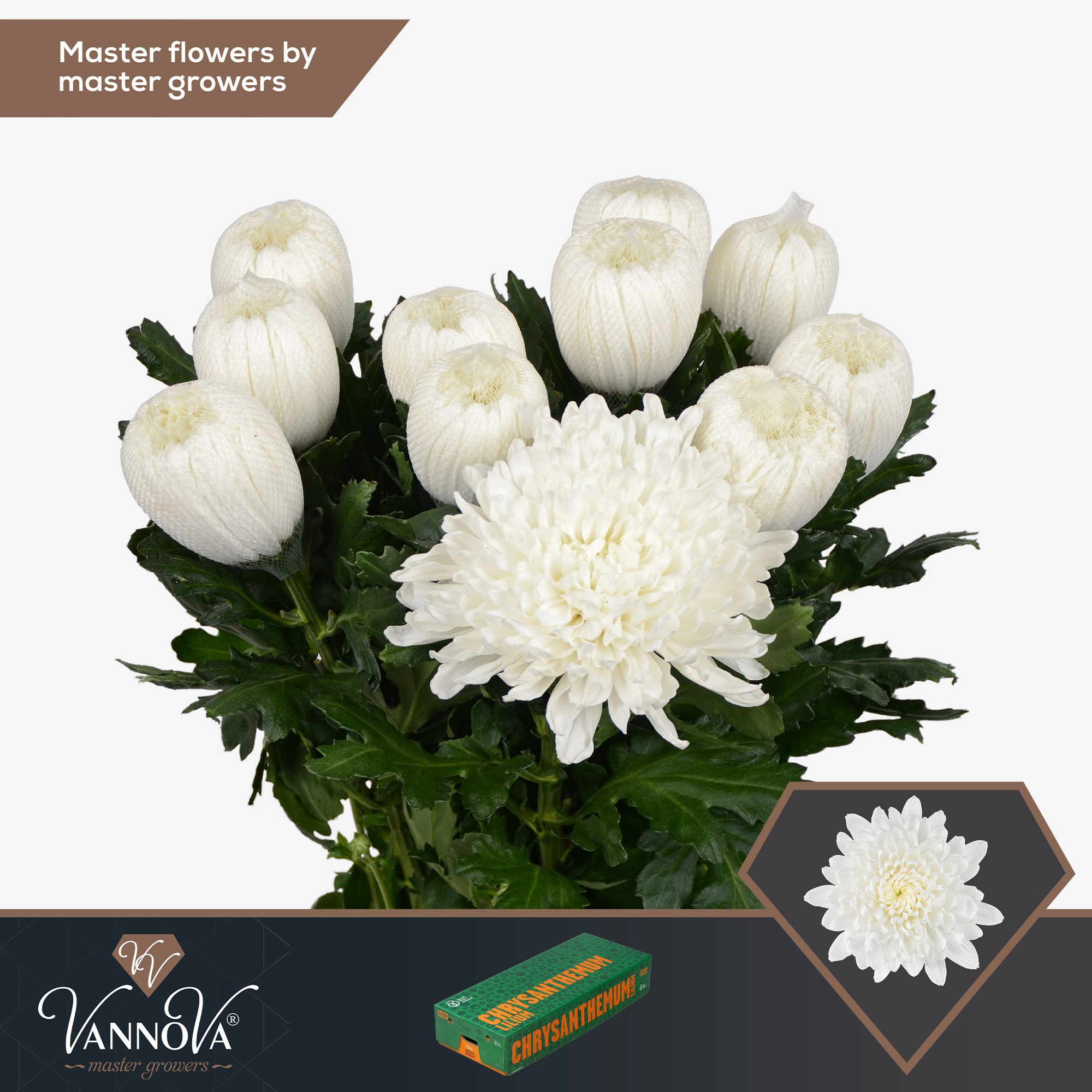 Хризантема од. Гагарин 70, шт.