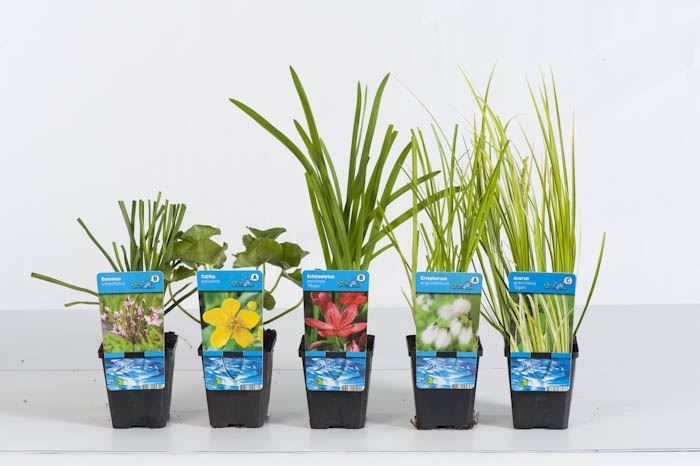 Mixtray waterplanten P9, D 9