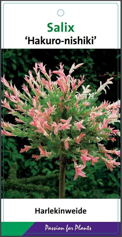 Salix integra 'Hakuro-nishiki' 150CMSTC10, D 28 cm