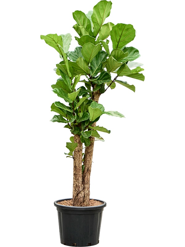 Ficus lyrata, D 44