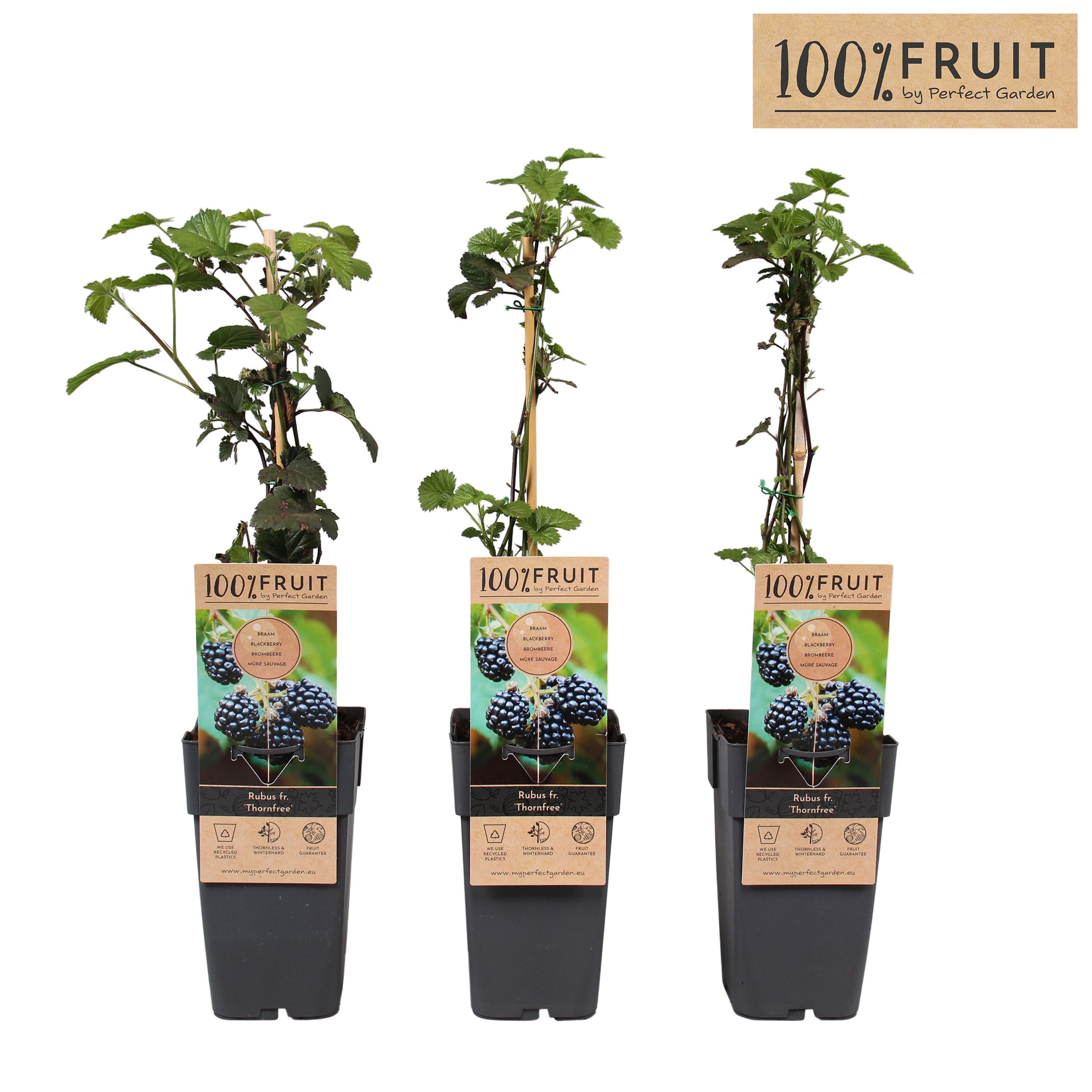 Rubus fruticosus Thornfree P15, D 15