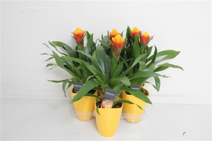 Guzmania Yeltix NEW Luxe keramiek (Decorum), D 14 cm