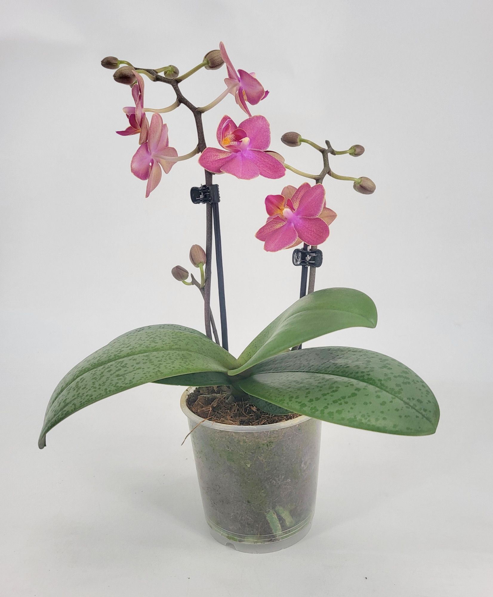 Phal 2 tak 'Secret Fragrance' 9 cm Topf 'Table Dance' (Duft), D 9