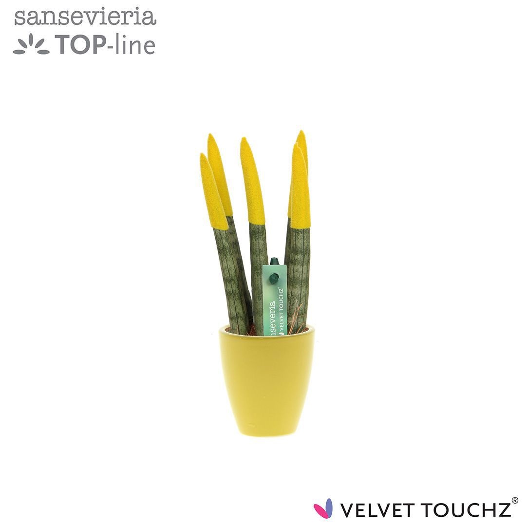 Sansevieria VELVET TOUCHZ® Geel in keramiek Osaka, D 6