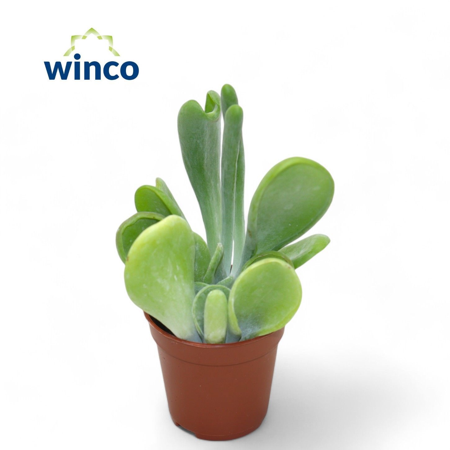 Kalanchoe Oricula, D 5,5