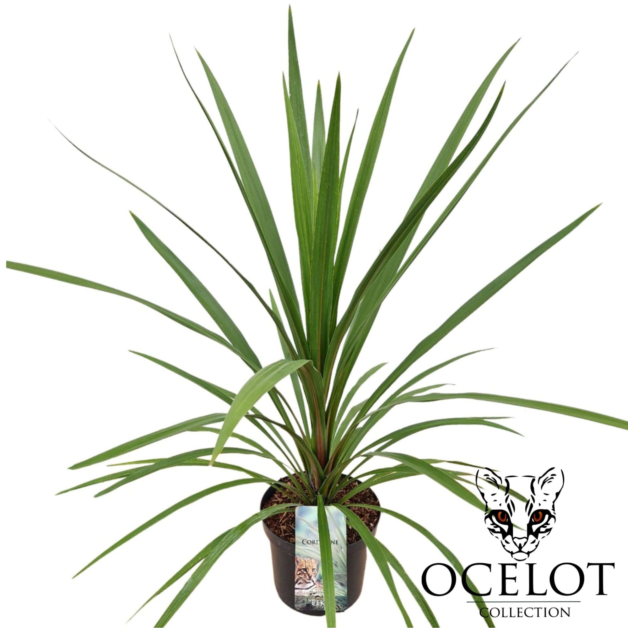 Cordyline 'Peko', D 26
