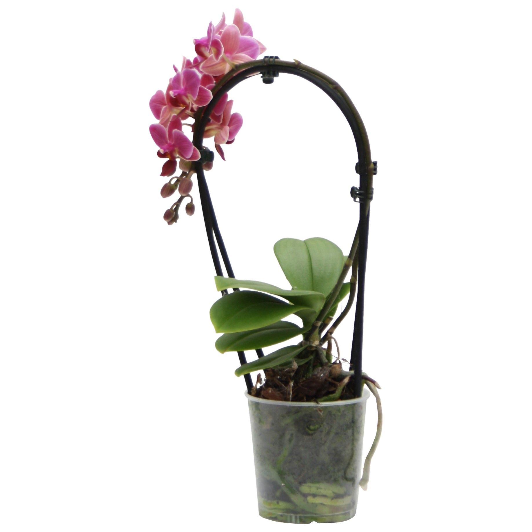 Phalaenopsis gemengd (1 tak) in "cascade"shape, D 9