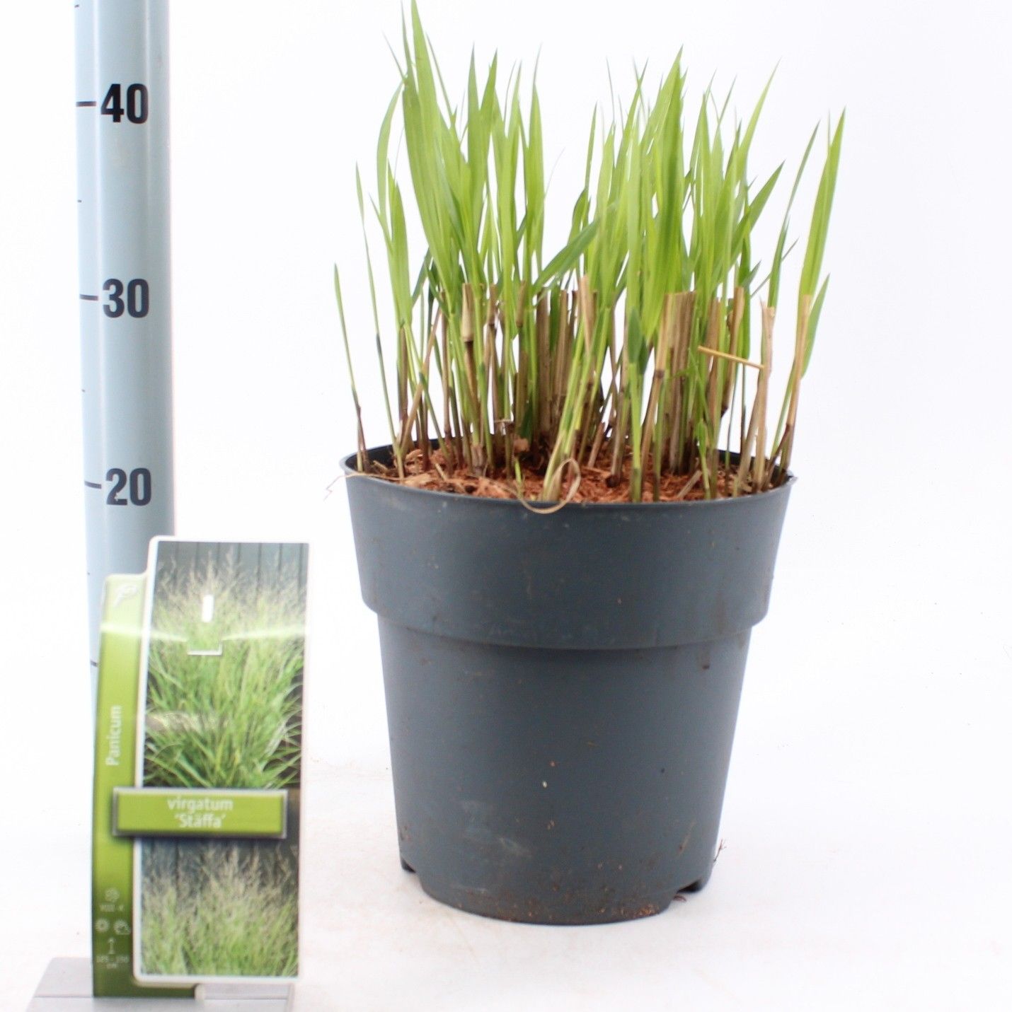 Panicum virgatum 'Stäffa', D 23