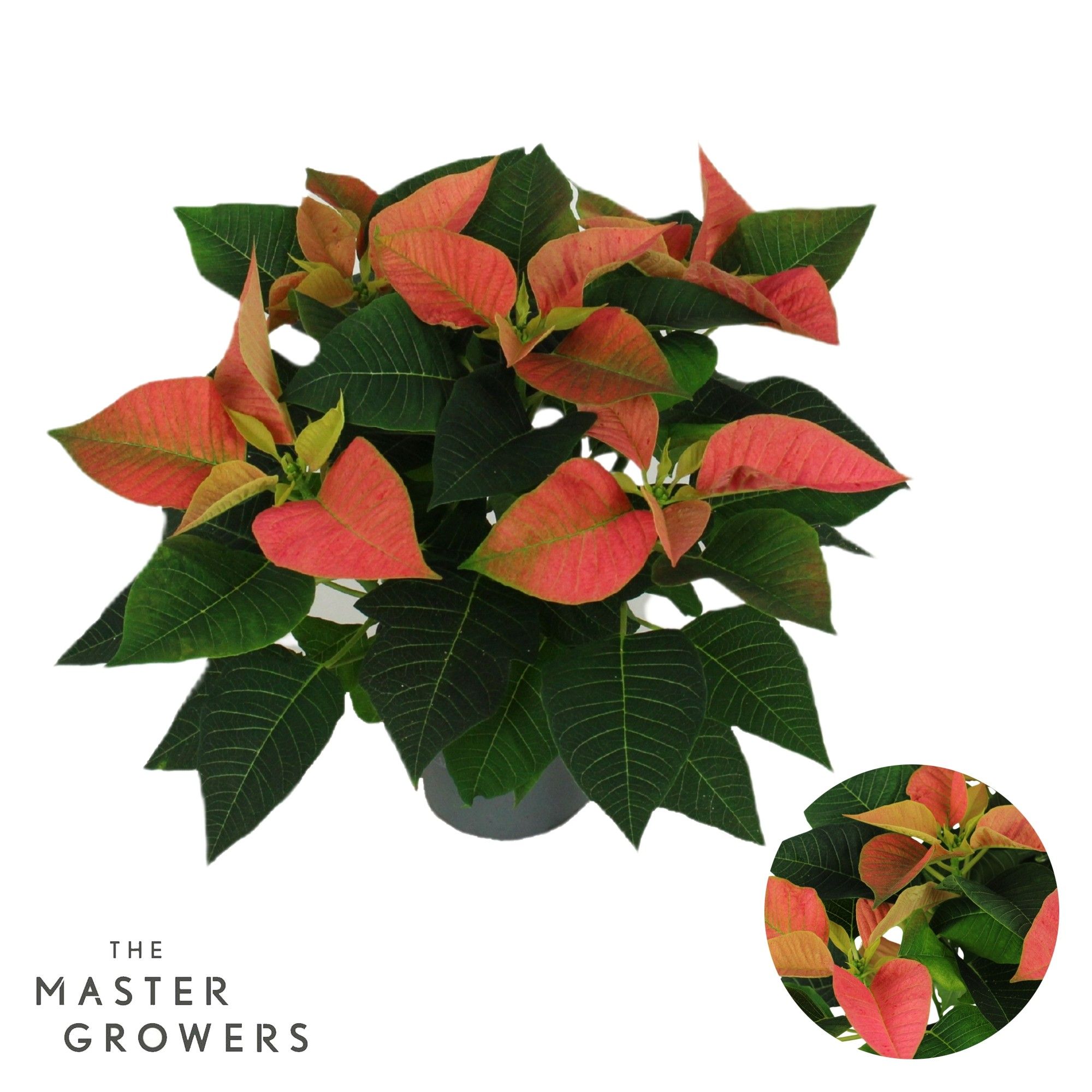 Poinsettia Viking Cinnamon 13cm 5 bloem, D 13 cm