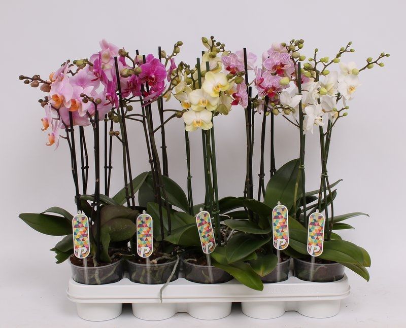 Phal. Multiflora 2-tak mix "Twinmix" 22+ 5 kleuren, D 12 cm