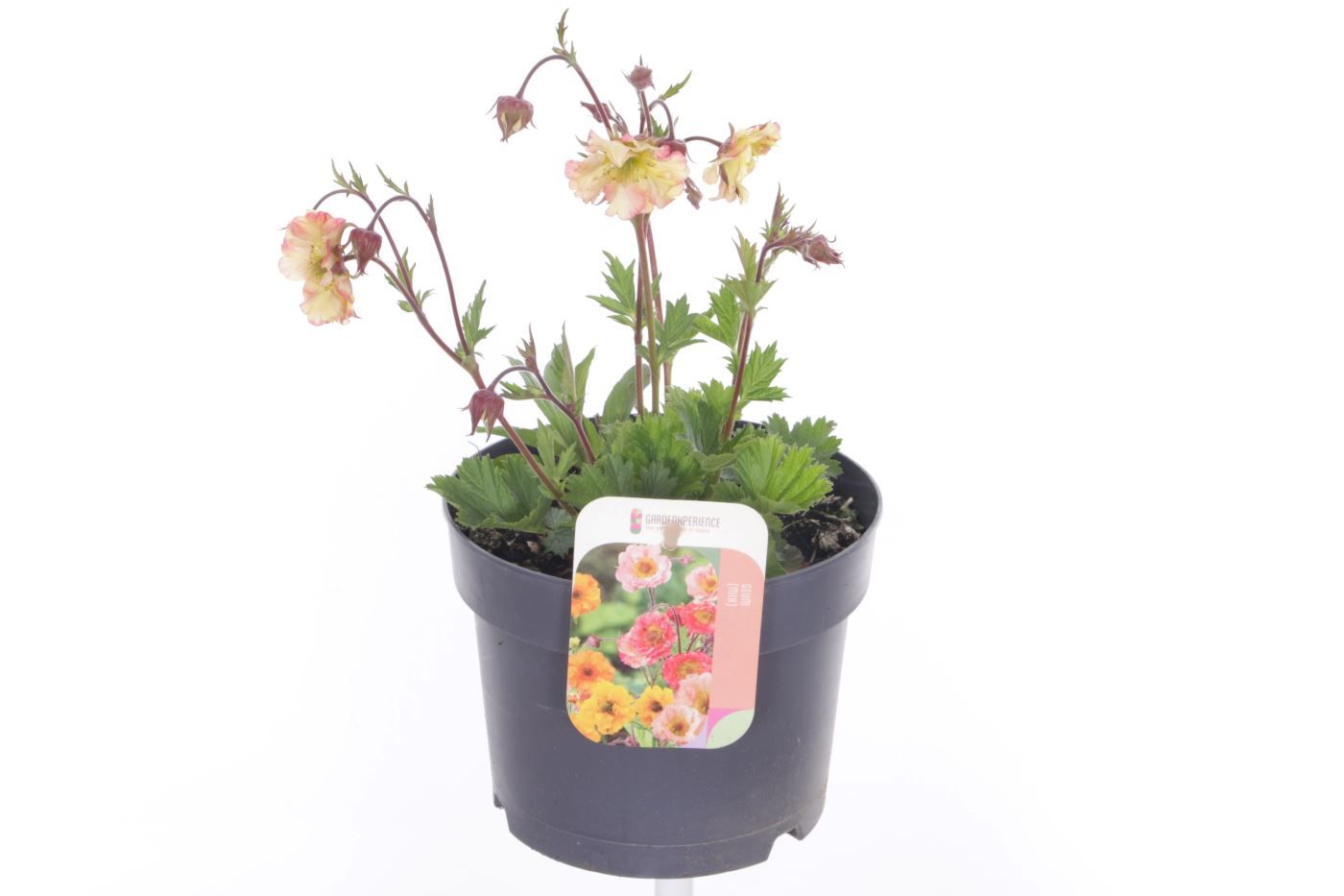 Geum Pretticoats Peach, D 17