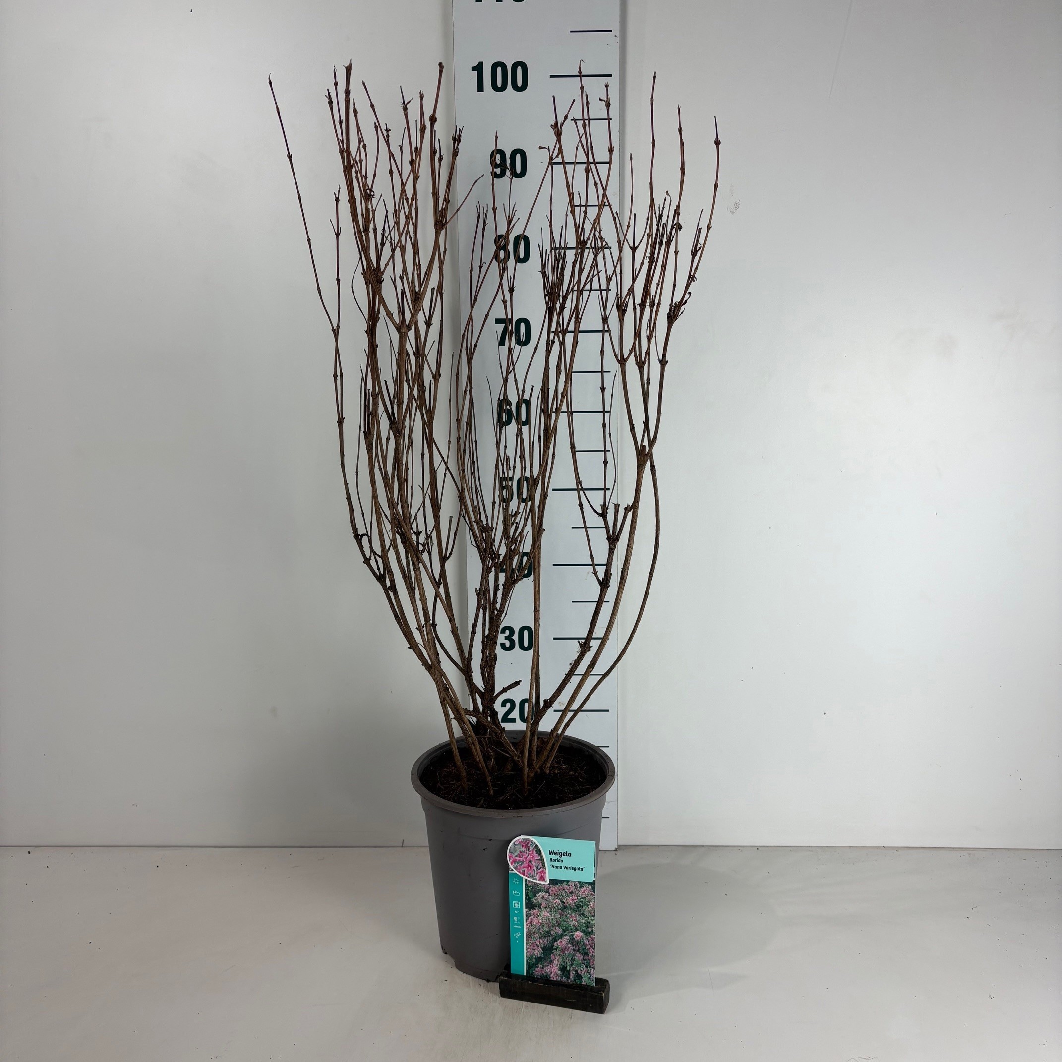 Weigela Nana Variegata, D 24