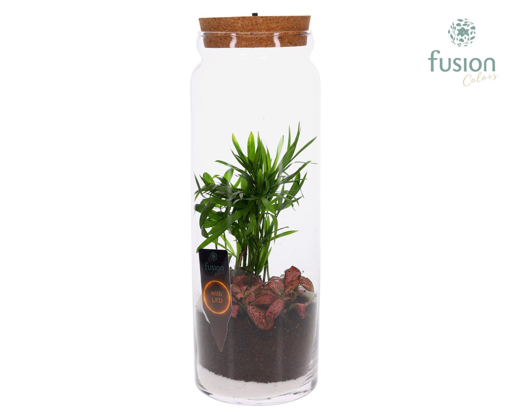 Glazen vaas met Terrarium Arrangement, D 12