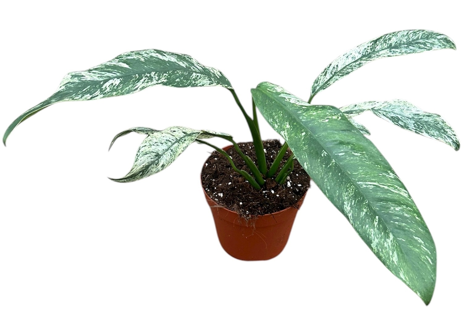 Epipremnum Giganteum Marble Variegata, D 14