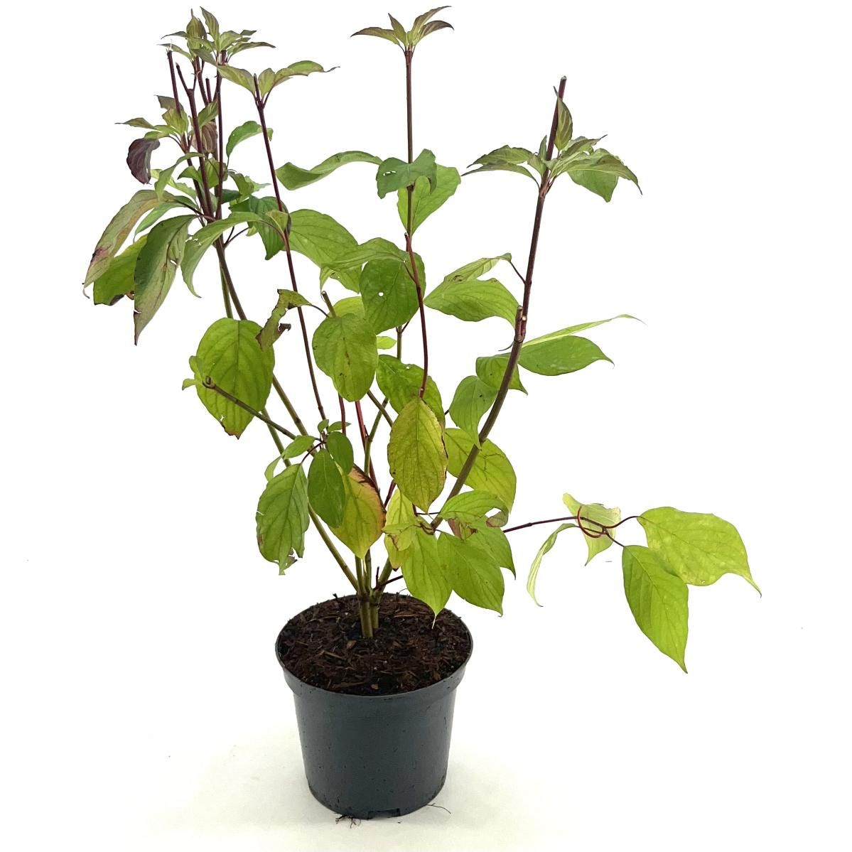 Cornus alba Baton Rouge, D 19 cm