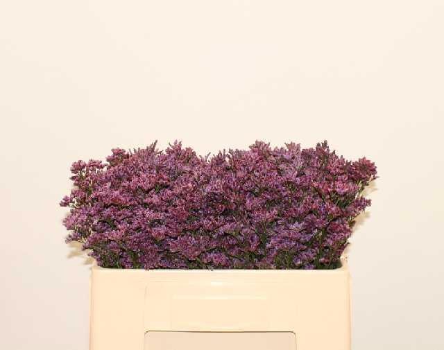 Лимониум Пиума Дарк Блю 50, шт.