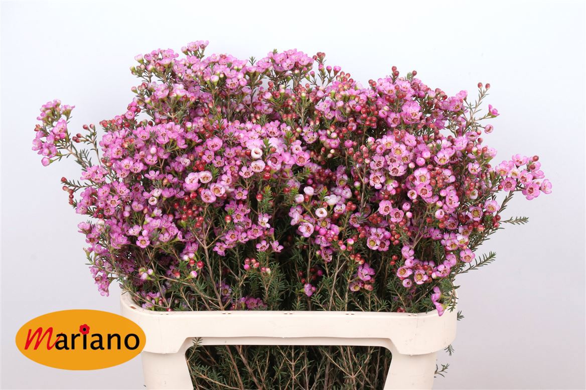 Шамелациум Ади 80 (роз.), шт.