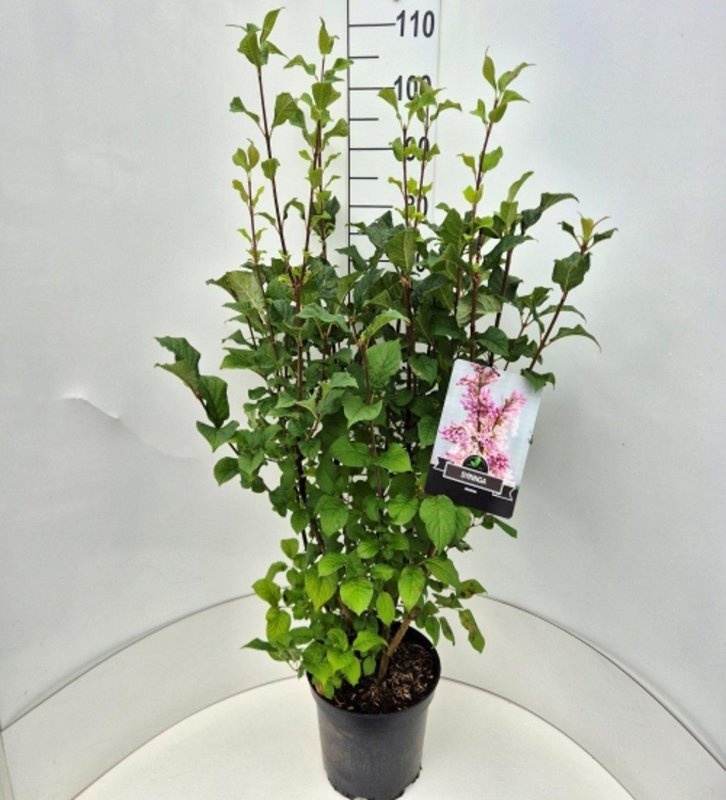 Syringa josikaea, D 29 cm