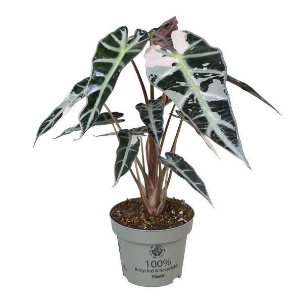 Alocasia Bambino Pink Variegata 12 cm, D 12 cm