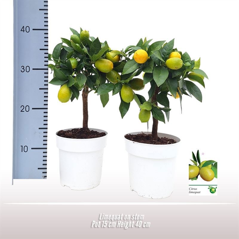 Limequat op stam, D 15