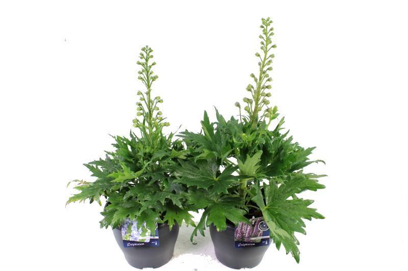 Delphinium Delgenius Mix, D 23