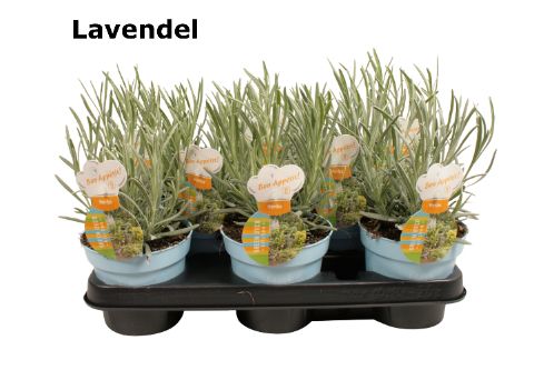Lavendel, D 12 cm