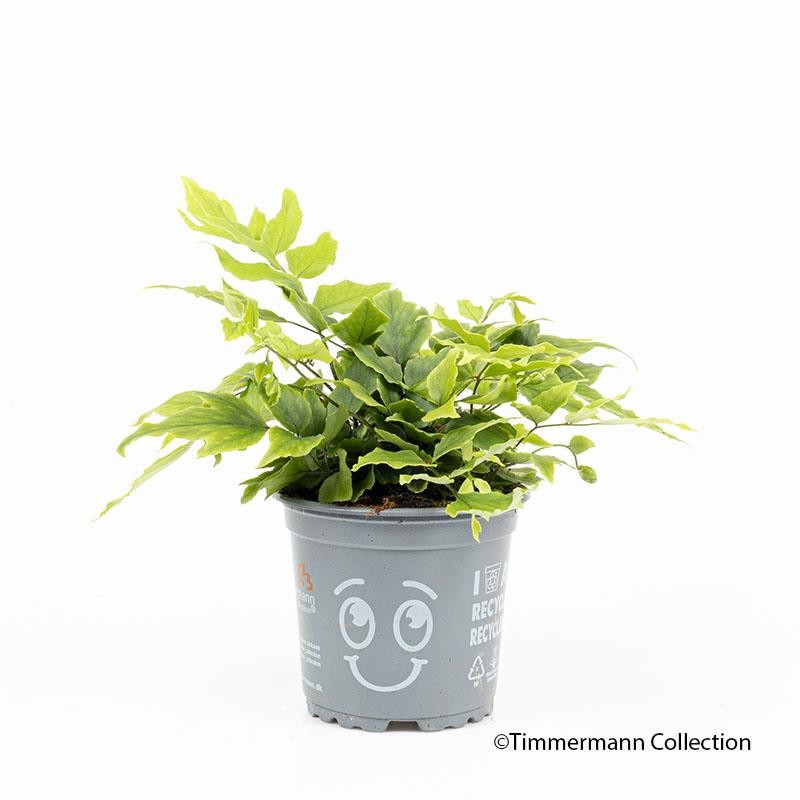 POLYSTICHUM SETIFERUM, D 11