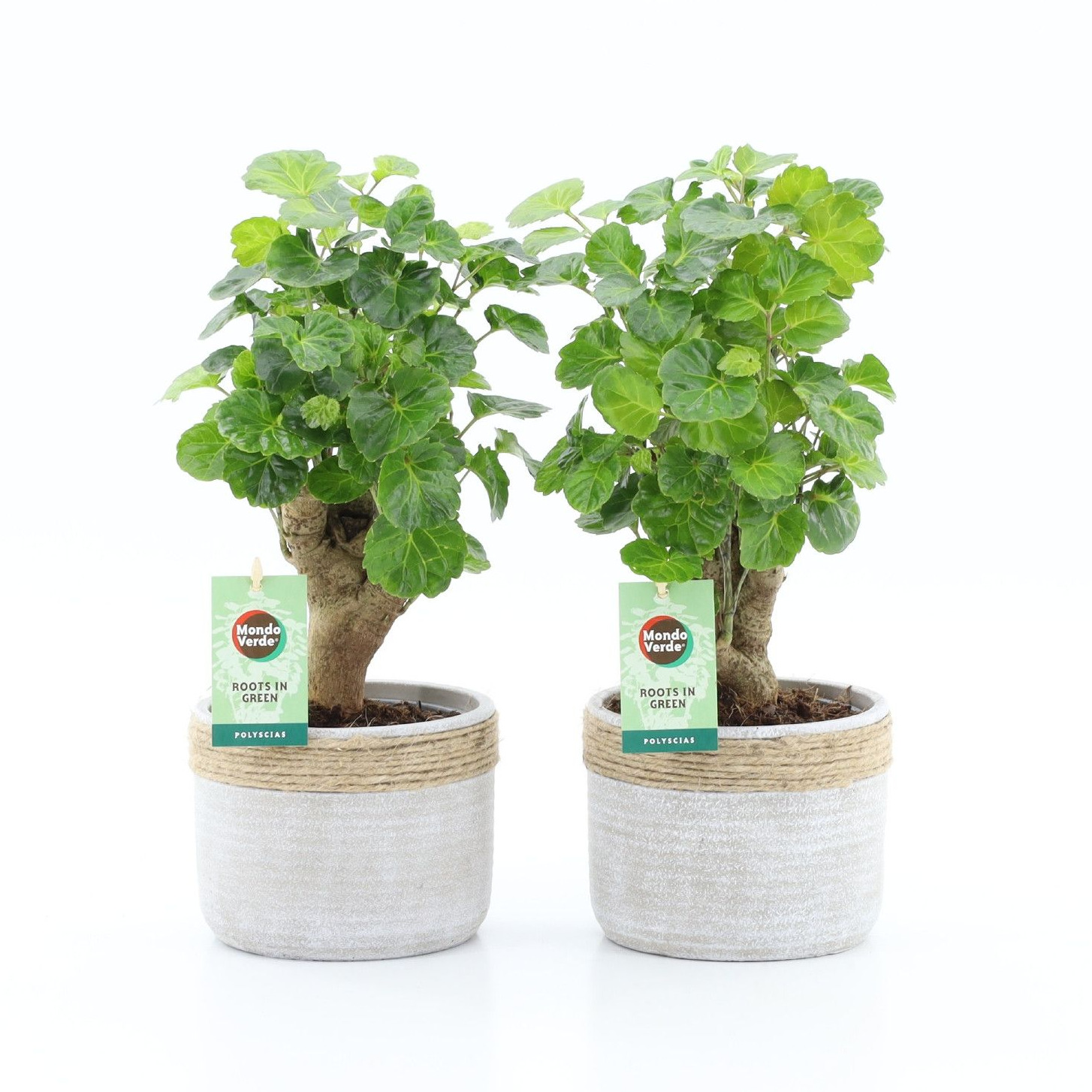 Polyscias Green Lemon in Sturdy, D 13